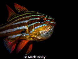 Cardinal fish with eggs by Mark Reilly 